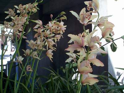 DCP11005a.JPG