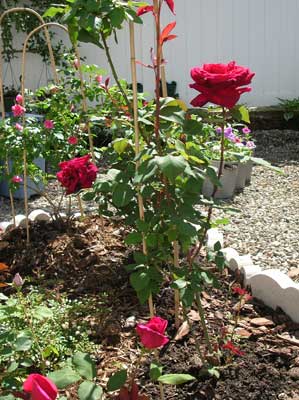 DSCN0606.jpg