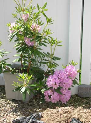 DSCN0610.jpg