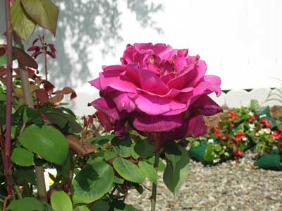 DSCN0619.jpg