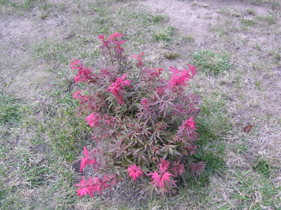 DSCN2226.jpg