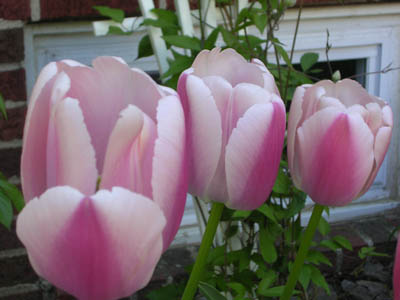 DSCN2665.jpg