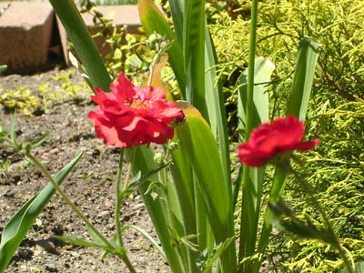 DSCN2671.jpg