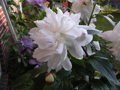 DSCN2695.jpg