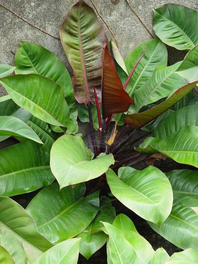 Philodendron2.JPG