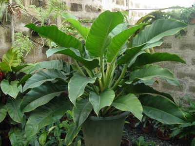 Philodendron4.JPG